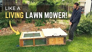 Chicken/Quail Tractor [Mobile Cage] Build