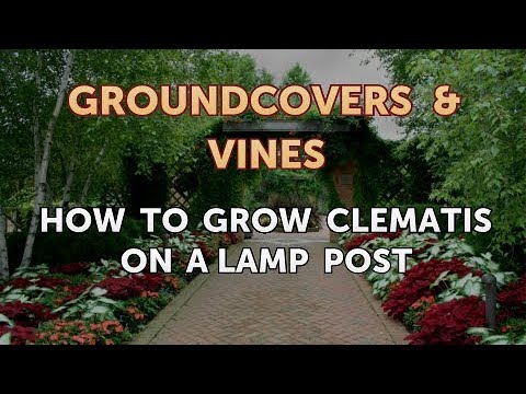 How to Grow a Trumpet Vine