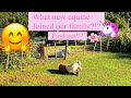 What New Equine Joined Our Family Find Out Ronnie S Equine Siblings
