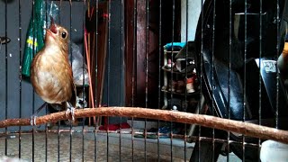 Download lagu Suara Masteran Cingcoang Coklat / JONGKANGAN Gacor Volume Lantang Jernih Durasi Panjang mp3