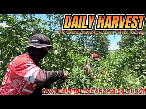 EP638-P1: DAILY HARVEST NA! TAYO NALANG MANANAWA SA MGA BUNGA
