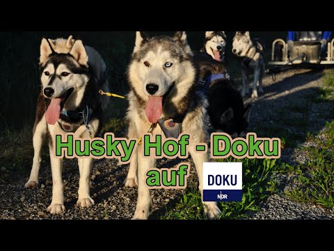 Husky Hof Doku auf NDR / Husky Hof als Traumjob ? / Zughundesport / Nature Trails