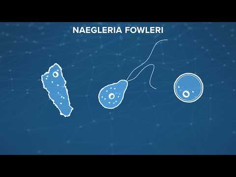 kijött egy nagy féreg melyek a felsorolt protozoák közül paraziták