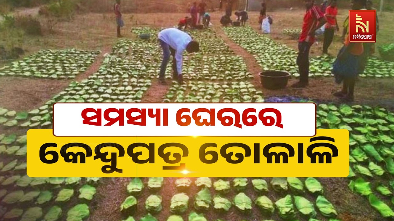 🔴 Live | ସମସ୍ୟା ଘେରରେ କେନ୍ଦୁପତ୍ର ତୋଳାଳୀ