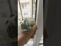 Limbulu Birds Blackfacebudgie Budgies