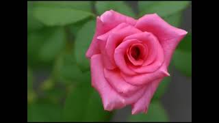 Glenn Frey  "I Found Somebody"