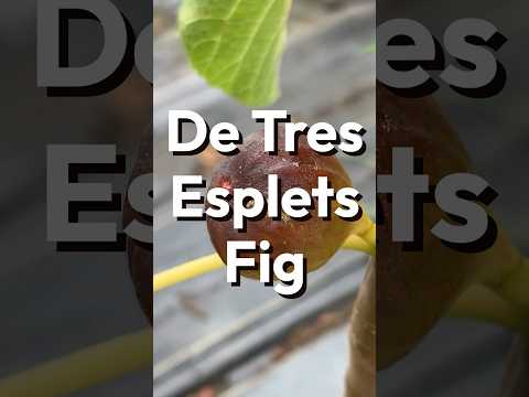 De Tres Esplets Fig