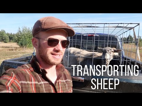 Part of a video titled 4 Ways to Transport Sheep and Other Small Livestock - YouTube
