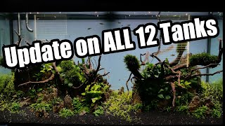 12 AQUARIUM HOME: Reality of a home aquarist.