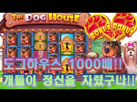 [슬롯] [슬롯실시간] [슬롯잭팟] 더 도그하우스 1000배!!