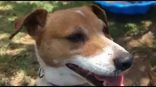 Barnie - Adopted December 2017