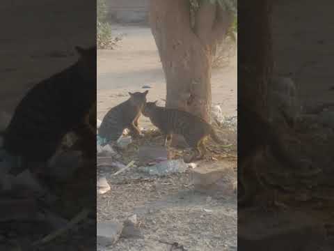 cat voice so dangerous cat fight so amazing😼😼😺😺