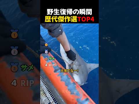 野生復帰の瞬間