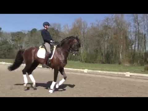 Dressuur hengst "Genesis" (V. Jazz)