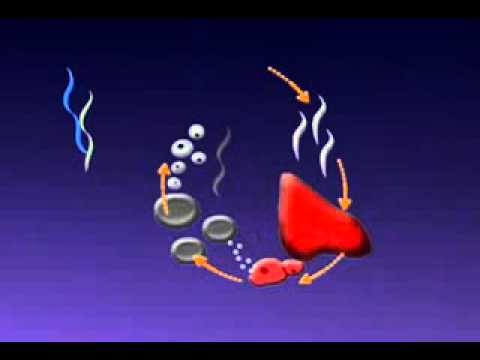 MALARIAL INFECTION ANIMATION   Biosolutions2