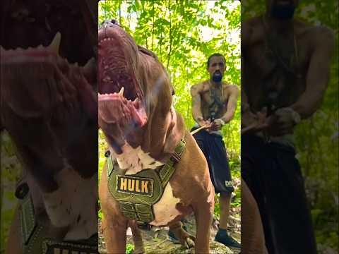 CaneCorso vs Kangal vs pitbull 😱 #dog #americanbully #pitlove #pitbullegatos #dragonspitkennel #dog