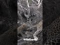 The beauty of the leopard