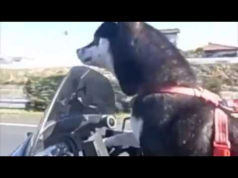 Smile (Original Mix) [Candy Apple feat. Joy Malcolm]with riko&goren