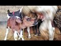 See how wild the cow becomes when another calf tries to eat its milk