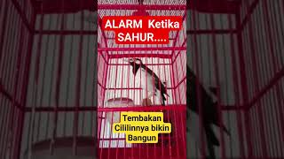 Download lagu Jalak suren Alrm Sahur Tembakan cililin #cililin #jalaksuren #masteranburung #masteran #muraibatu mp3 Download lagu Jalak suren Alrm Sahur Tembakan cililin #cililin #jalaksuren #masteranburung #masteran #muraibatu mp3