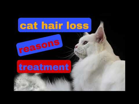The reasons of cat hair loss and treatment