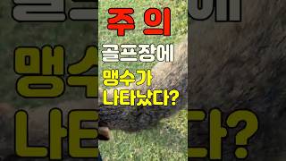 ?주의? 다낭골프장 맹수출현 조심들하세요... #다낭#다낭골프#다낭골프여행#정가네골프