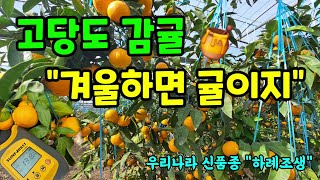 고당도 감귤 하례조생 겨울이면 귤이 생각납니다 숨비재 감귤 #하례조생 #고당도감귤