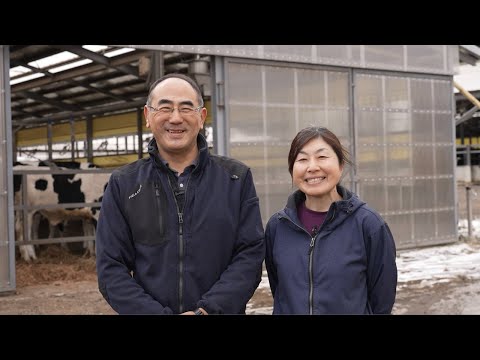 牛の飼料中の藻類によりメタン排出量が削減される