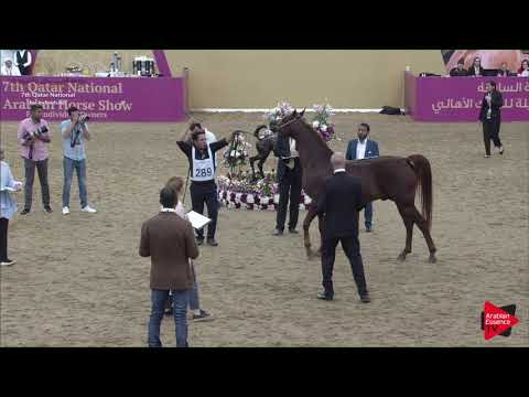 N.289 KAMAR AL GAZAL - 2019 Qatar Individuals - Stallions 7 to 10 Years Old (Class 11) .mp4