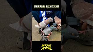Download lagu merpati rumahan tinggi nitik #burungmerpati #merpati #pecintamerpati #pigeon mp3 Download lagu merpati rumahan tinggi nitik #burungmerpati #merpati #pecintamerpati #pigeon mp3