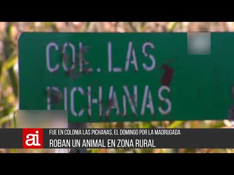 Robaron un ternero en Colonia Las Pichanas