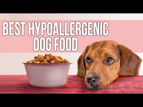 5 Best Hypoallergenic Dog Food for Allergies