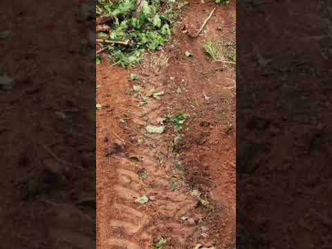 Faz.464 hectares valor 10.milhães escriturada no Mato Grosso Porto Alegre do Norte zap.91982165639