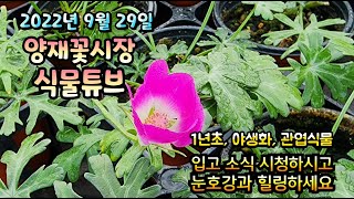 양재꽃시장 식물튜브 2022년 9월 29일  영상 시청 하시면서 눈호강과 힐링 하시길 바래요~~~   #양재…