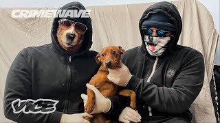 The Gangs That Steal Your Puppies | Crimewave video