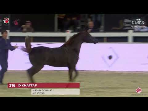 N.316 D KHATTAF - Abu Dhabi International AHC 2023 - Stallions 4 Years Old and Older (Class 6D)