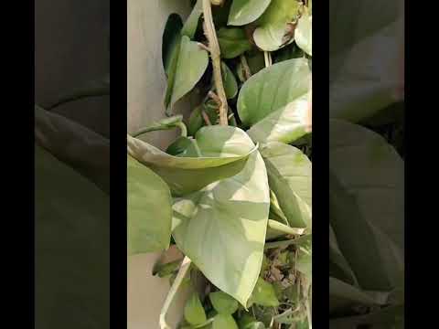 My Plants are My happiness//dhakshinya's World // plants //subscribe