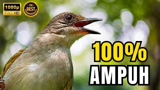 Download lagu 🔴 SUARA KAPAS TEMBAK GACOR 100% DAHSYAT UNTUK MASTERAN SEGALA JENIS BURUNG KICAU, LANGSUNG MASUK !!! mp3