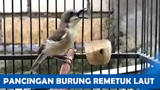 Download lagu Suara Kicau Burung SIUR Remetuk Laut Jantan Nyiul Ngeroll GACOR AMPUH buat PIKAT masteran pancingan mp3