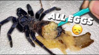 Tarantula abdomen EXPLODED WITH EGGS?!! Egg bound, or??? ~ 2nd TIME THIS WEEK !!!???