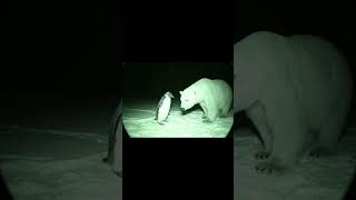Penguin + Polar:BearWhen Wildlife Has Attitude🐧🤝🐻‍❄️