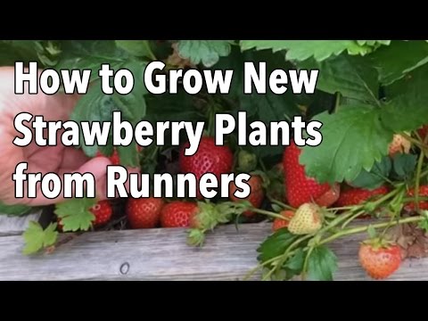 Growing Strawberries: How to Grow New Strawberry Plants from Runners