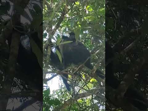 macaco com filhotinho nas costas parque ecológico de Maracajá Santa Catarina 👏🏻👏🏻