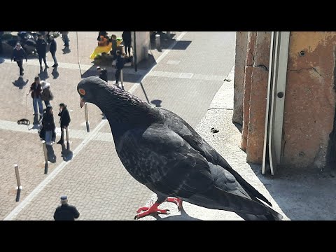 Рынок перед Пасхой. Всем хорошего дня! 🇮🇹 Mercato prima di Pasqua. Buona giornata a tutti!