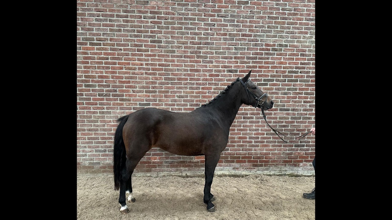 Wilgerd's Olclay ☆ (BURGHOEVE'S PLOT BLEU x CARLO) video 2