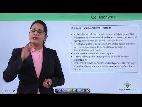 Anatomy of flowering plant Introduction Hindi
