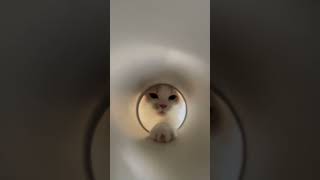 サイズ理解が甘い実家の猫