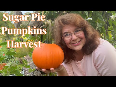 Harvest Sugar Pie Pumpkins: A Guide to Picking Pumpkin for the Perfect Fall Treat