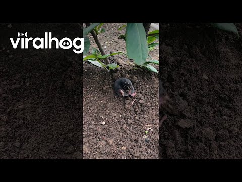 Mole Emerges From Dirt || ViralHog