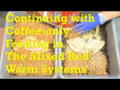 11th coffee-only feeding (13th feeding overall) in mixed red worm bins on day 155 - vermicompost